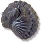 Trilobite