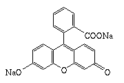 Fluorescina