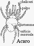 Acaro