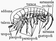 anfipode