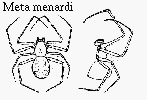 Meta menardi