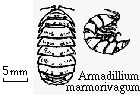 Armadillium marmorivagum