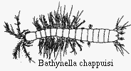 Bathynella chappuisi