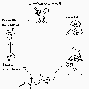 Catena alimentare