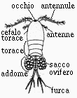 copepode