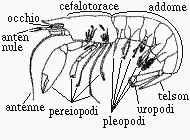 decapode