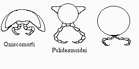 Diplopodi