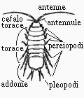 isopode