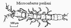 Microcerberus pauliani