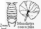 Monolistra coeca julia