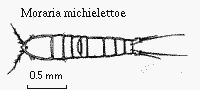 Moraria michielettoe