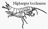 Niphargus kochianus
