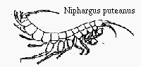 Niphargus puteanus
