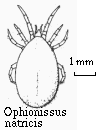 Ophionissus natricis