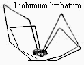 Liobunum limbatum