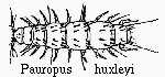Pauropus