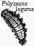 Polyxenus