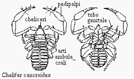 Pseudoscorpioni