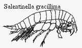 Salentinella gracillima