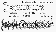 Scutigerella