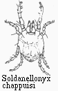 Soldanellonyx chappuisi