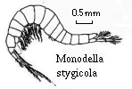 Monodella stygicola
