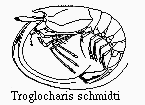 Troglocharis schmidti