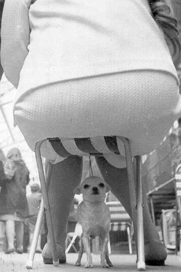 Dog has a death wish