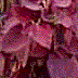 in this flowering out from