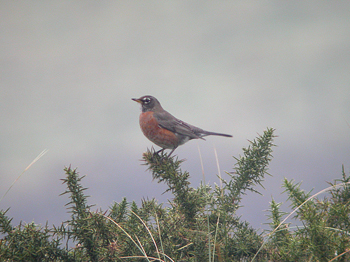 American Robin