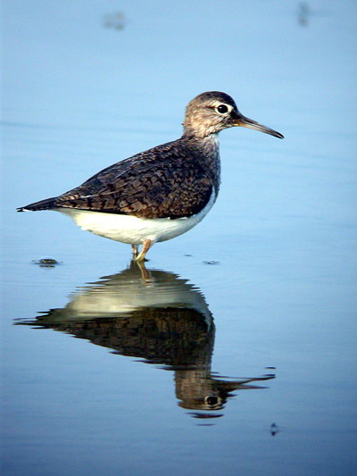 Common Sandpiper