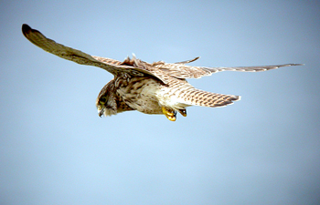Kestrel