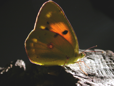 Clouded Yellow