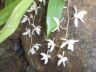 orchid