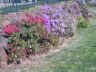 boganvillia
