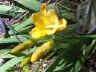 fresia
