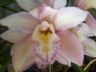 cymbidium orchid