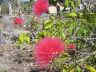 pompoms
