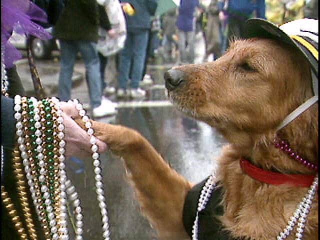 Mardi Gras Mutts 