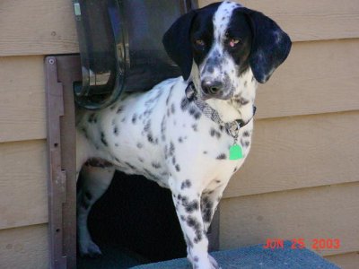 Crumpet in the doggie door.
