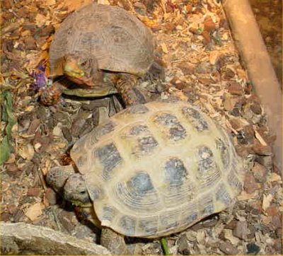 Gamera and Ivan