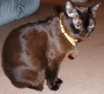 Ari