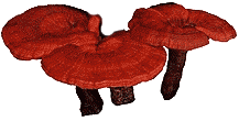 reishi mushroom