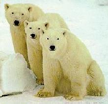 Save us! Save us!