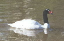 swan at the University of Concepci�n