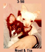 Two Chihuahuas