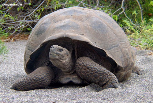 tortoise