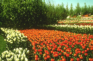 holanda 1
