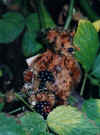 Bramble