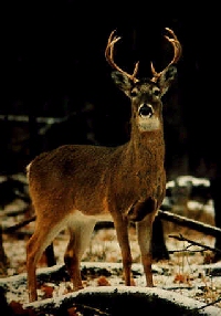 Prey